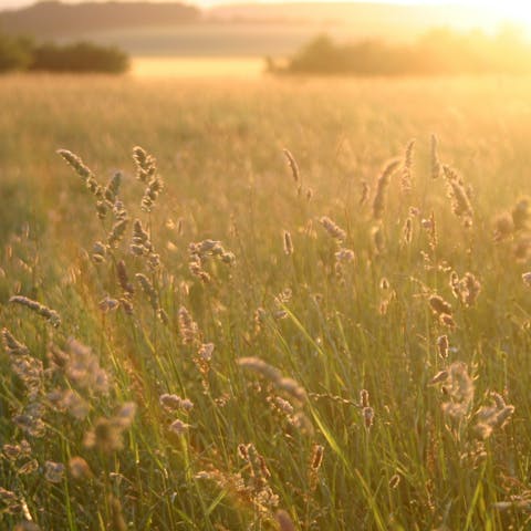 Follow hiking trails through the Dorset countryside