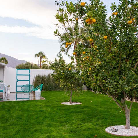 Pick fresh fruit to nibble on as you read your novel on the lawn