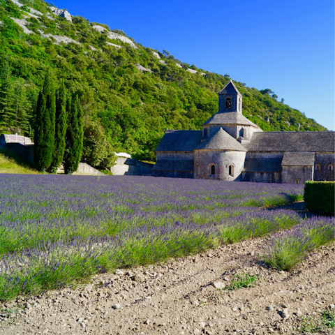 Explore Provence's countryside and lavender fields