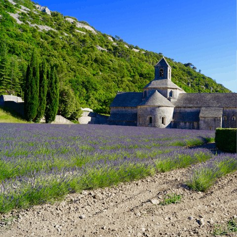 Explore Provence's countryside and lavender fields