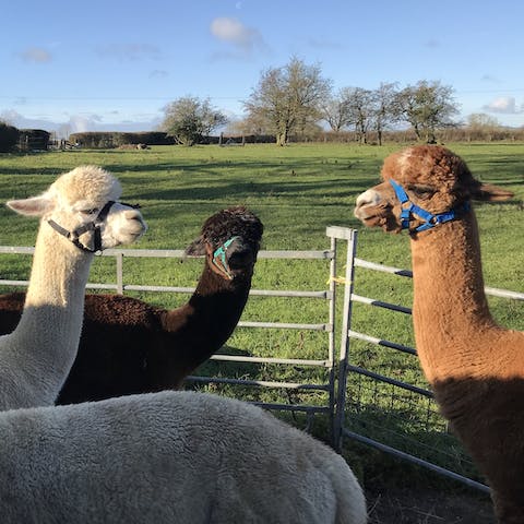 Make friends with the resident Alpacas