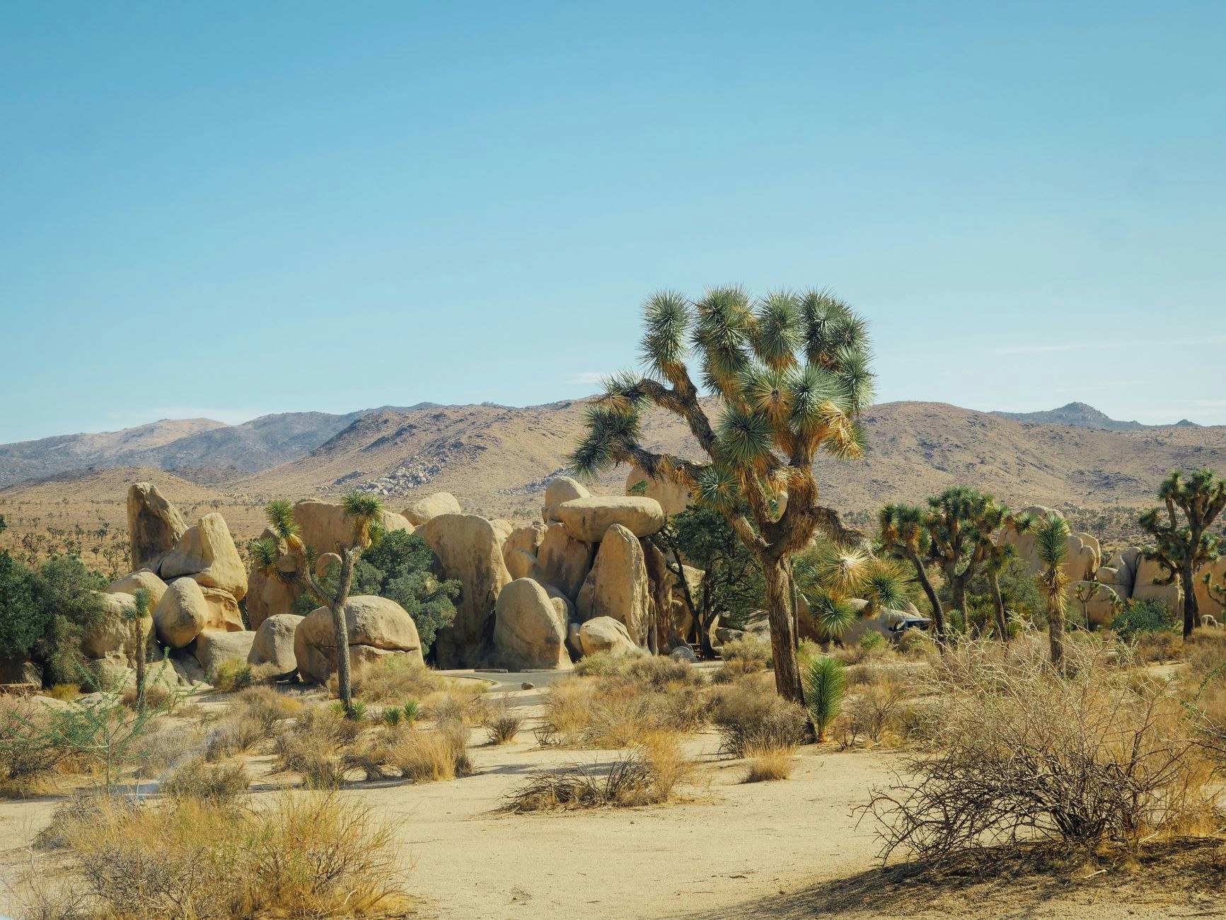 Still Desert