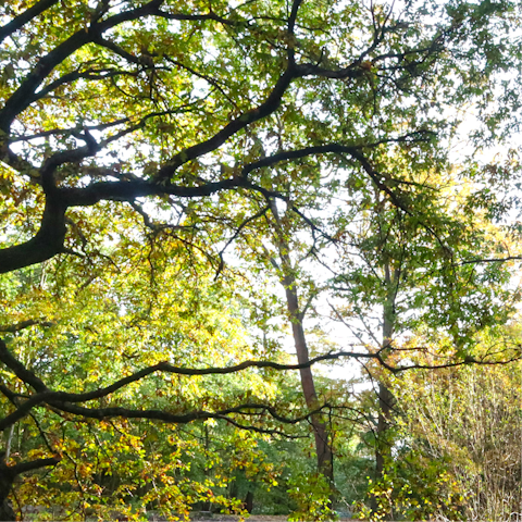 Enjoy refreshing afternoon walks in the local parks