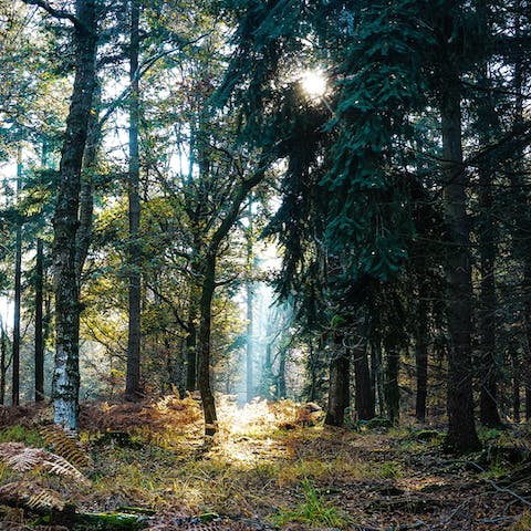 Hike through the woods for total tranquility