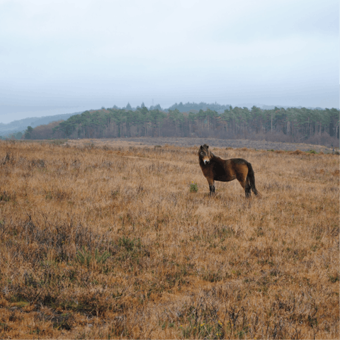 Head to Exmoor National Park to hike the wild trails