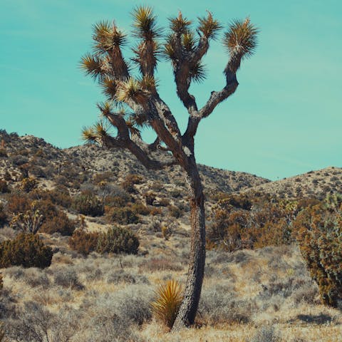 Take a drive to Joshua Tree, less than fifty-minutes away