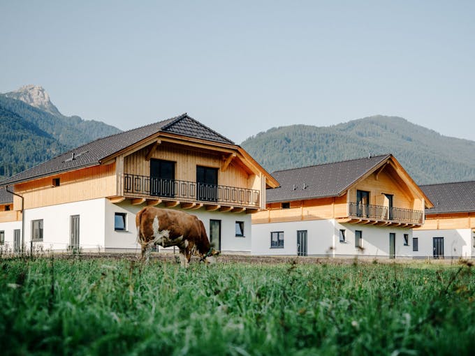 Cows in the Meadow