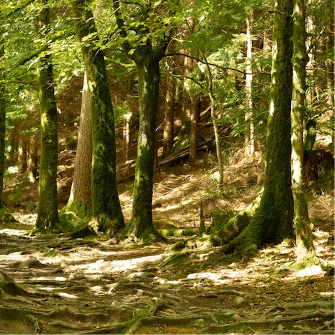 Walk, bike or take a foraging class on the huge Fritton Lake Estate