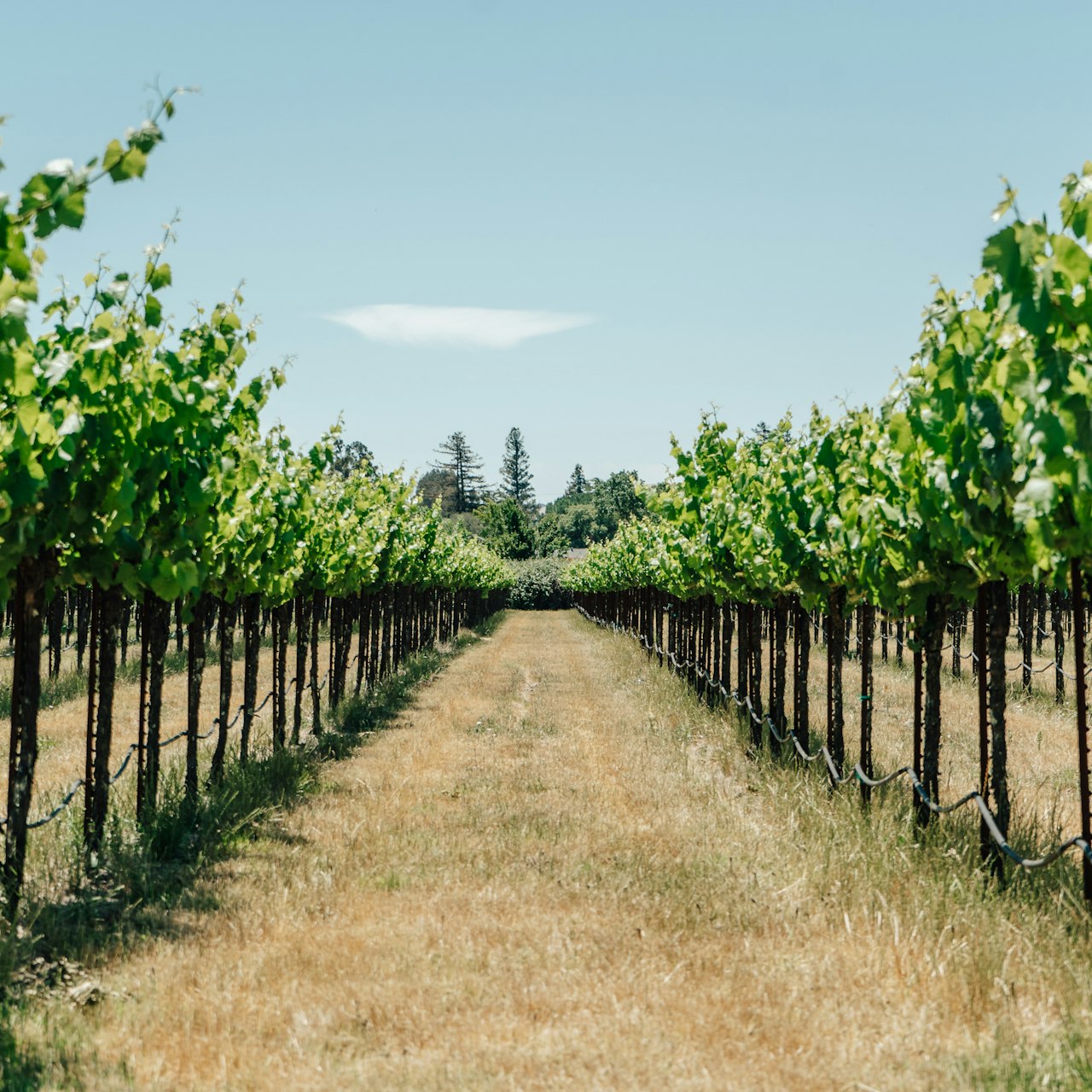 Amidst The Vines, Sonoma County, California | Plum Guide