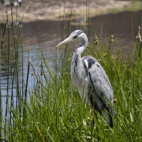 Take morning walks around the area's idyllic wetlands, particularly in Intaka Island, and spot 120 of bird species