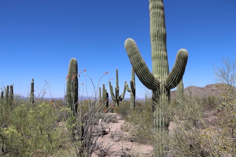 Follow trains into the stunning Tucson desert