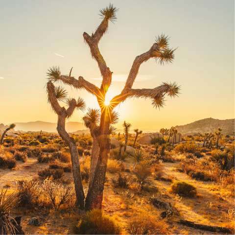 Take a day trip to Joshua Tree National Park, about an hour away