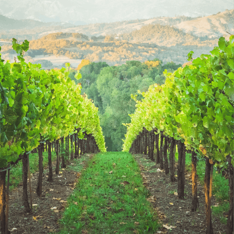 Stay just a few minutes' drive from Healdsburg, in the heart of the beautiful Wine Country