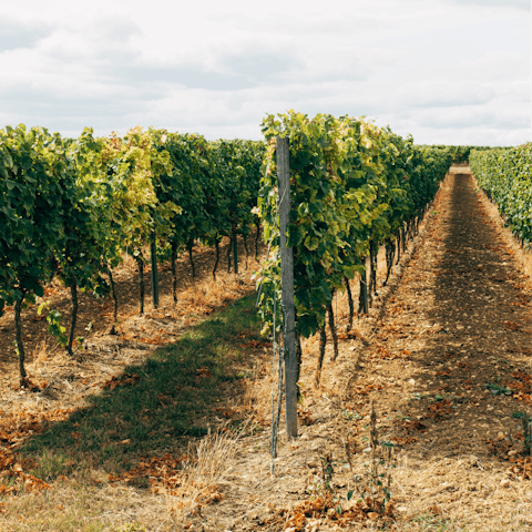 Pay a visit to one of Temecula's many wineries and sample the produce