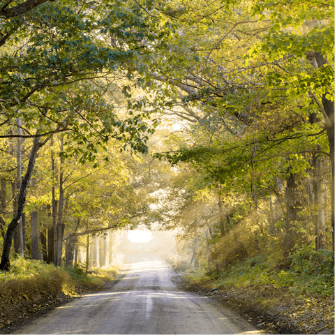 Explore the enchanting Forest of Dean on your doorstep