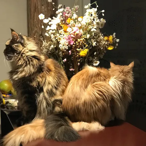 You'll share the space with two long-haired feline companions