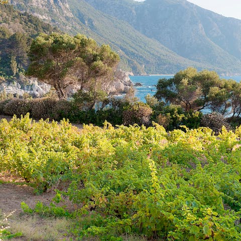 Pick aromatic herbs or fruit from the onsite, organic orchard